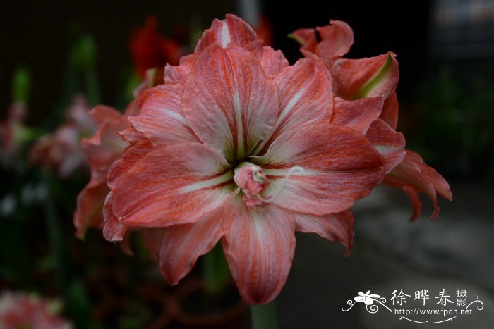 朱頂紅Hippeastrum rutilum